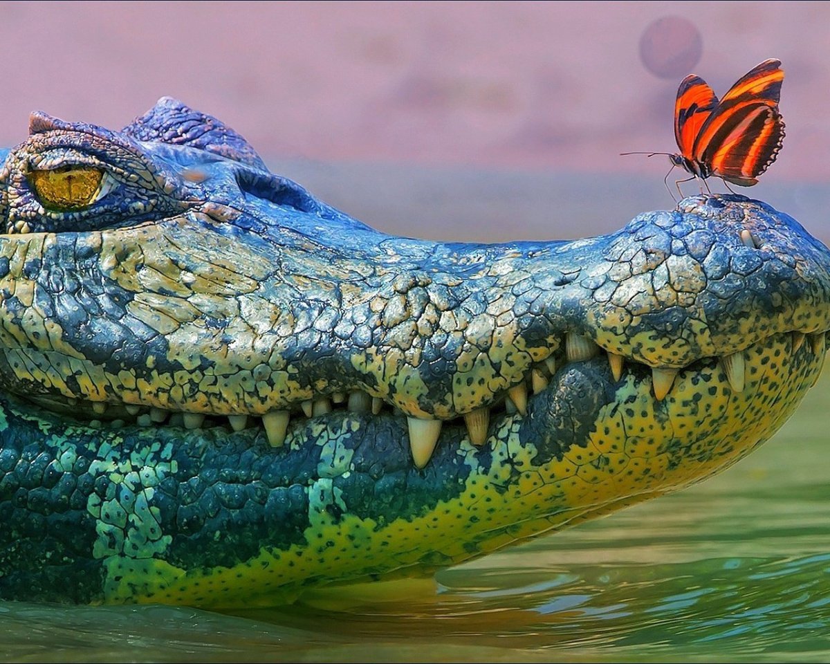 Исполинская ящерица Австралия