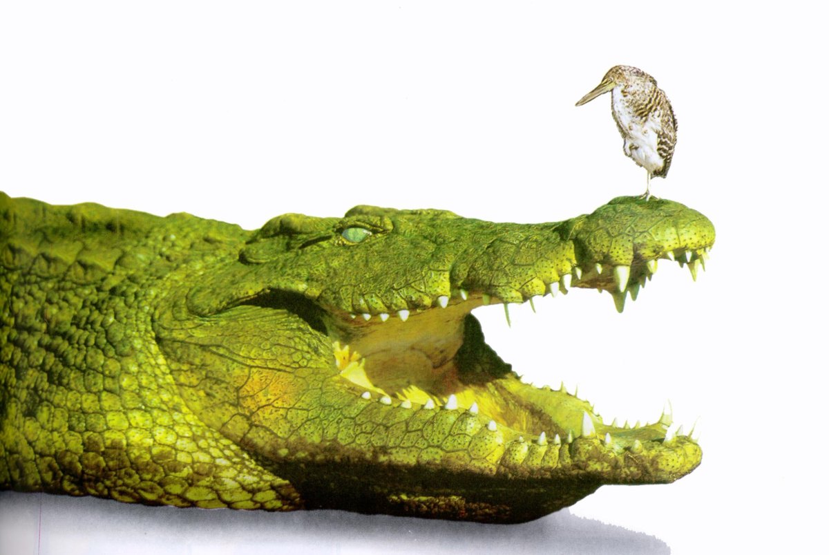 Пресмыкающиеся крокодил ящерица змея