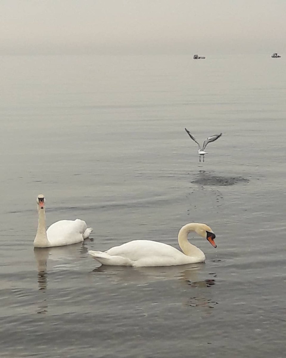 Как по морю морю утки