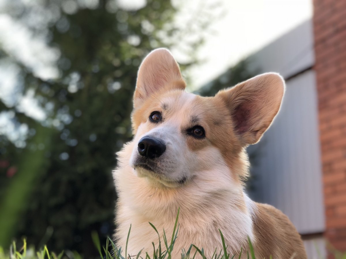 Корги и ротвейлер