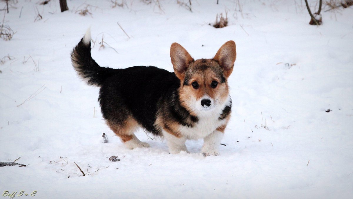 Королевский корги
