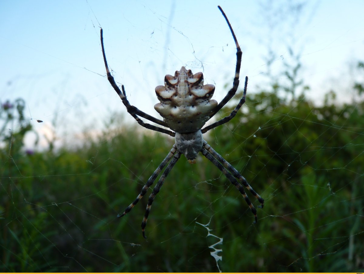Паукообразные Тарантул