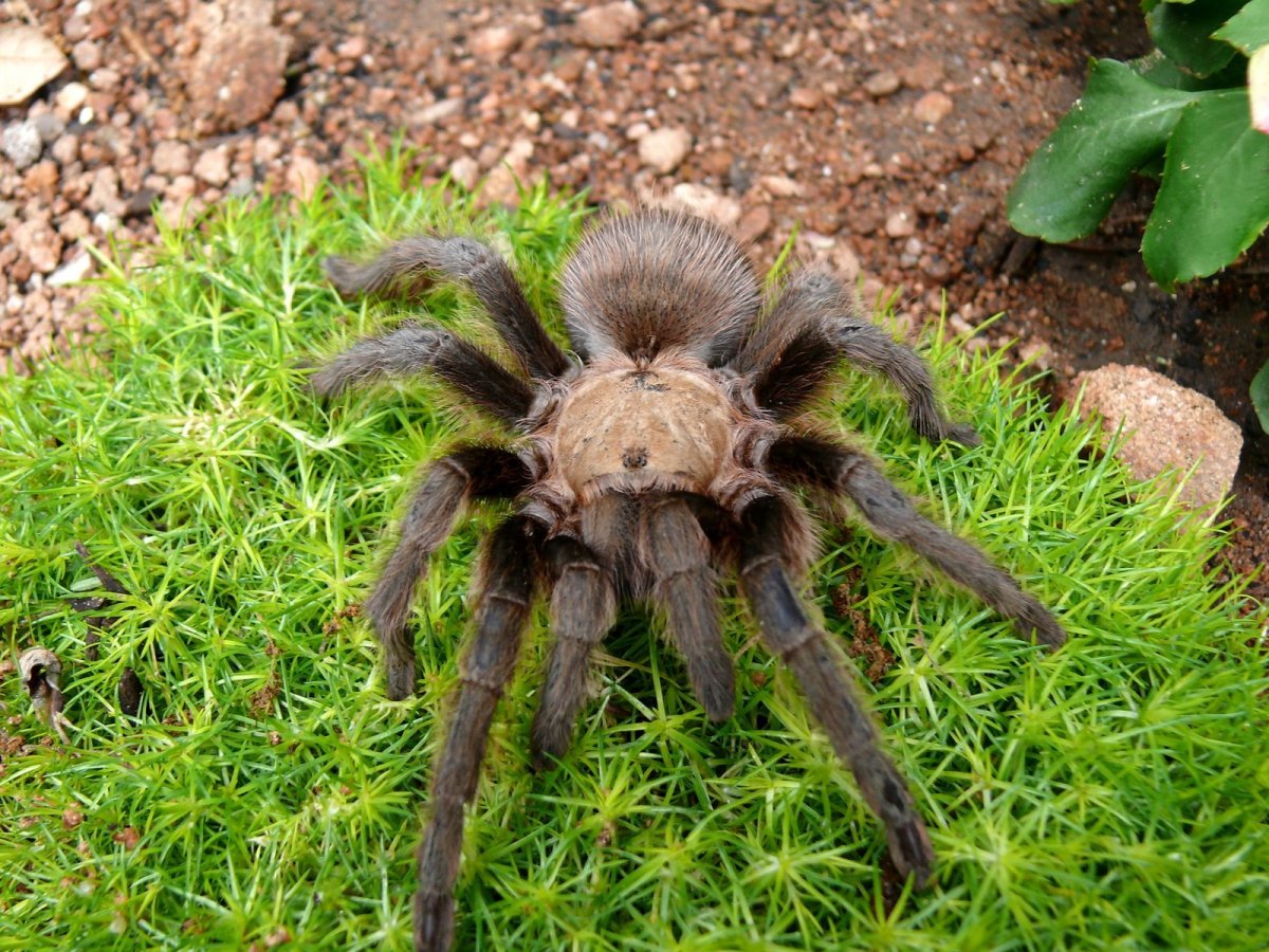 Южнорусский Тарантул