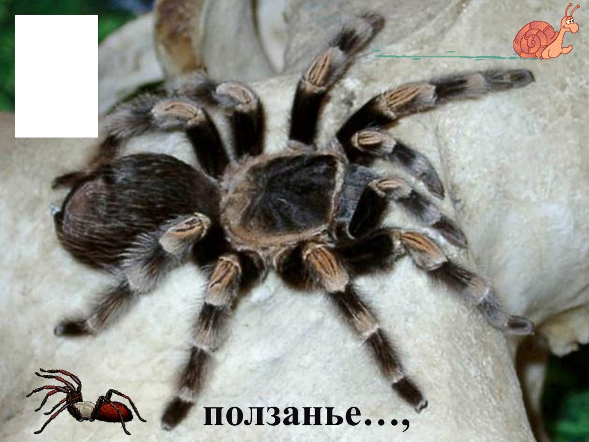 Паук малый Тарантул