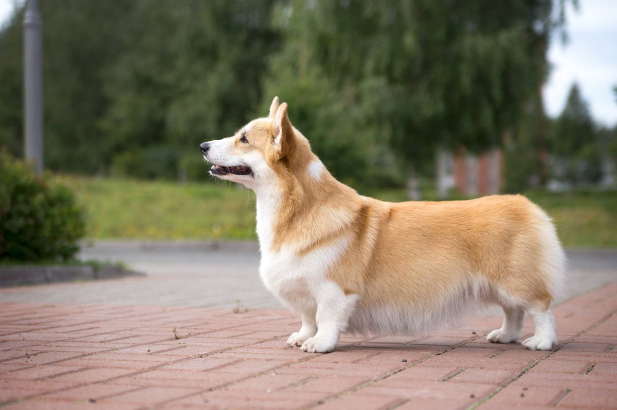 Вельш корги пемброк