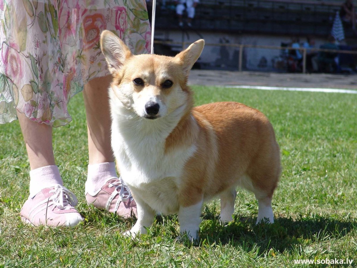 Вельш корги пемброк
