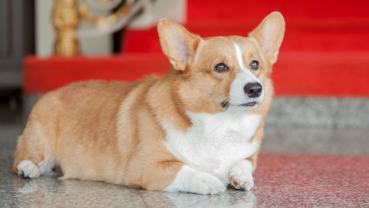 Собака корги