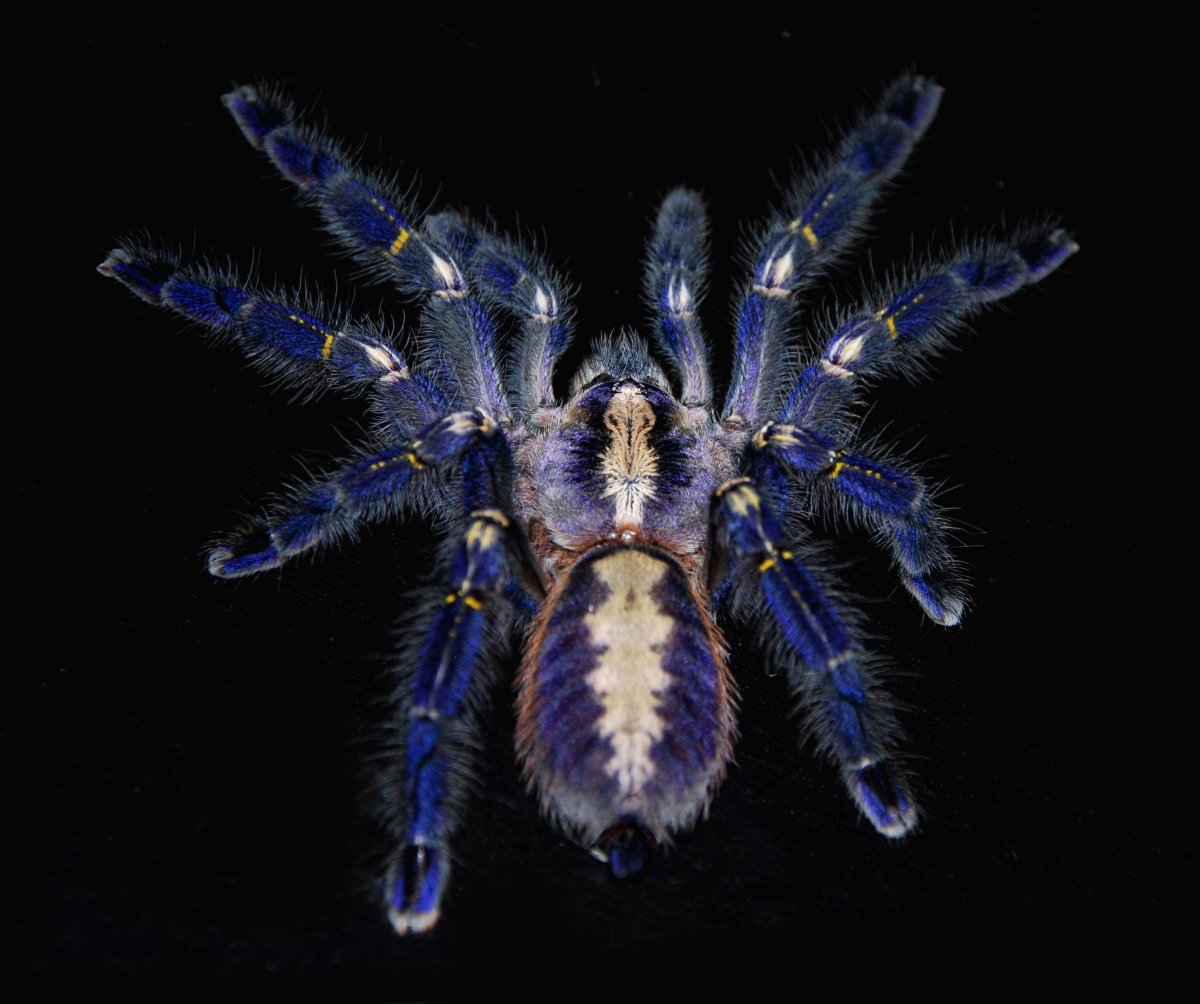 Паук птицеед Poecilotheria Metallica