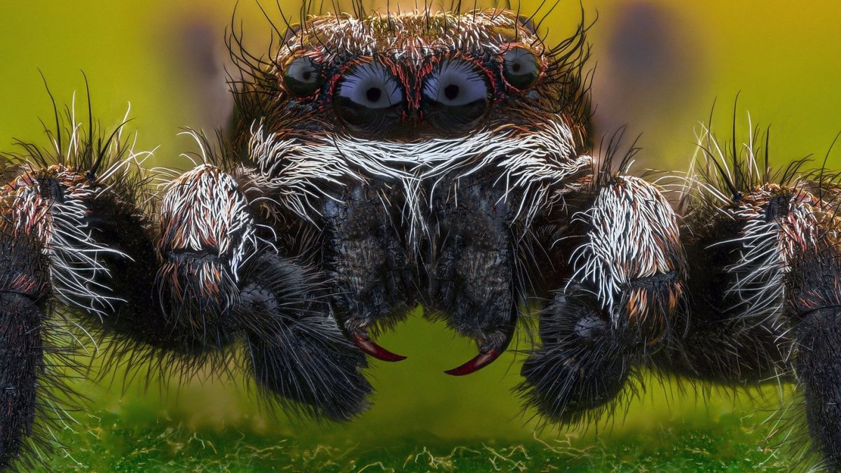 Паук скакун в прыжке