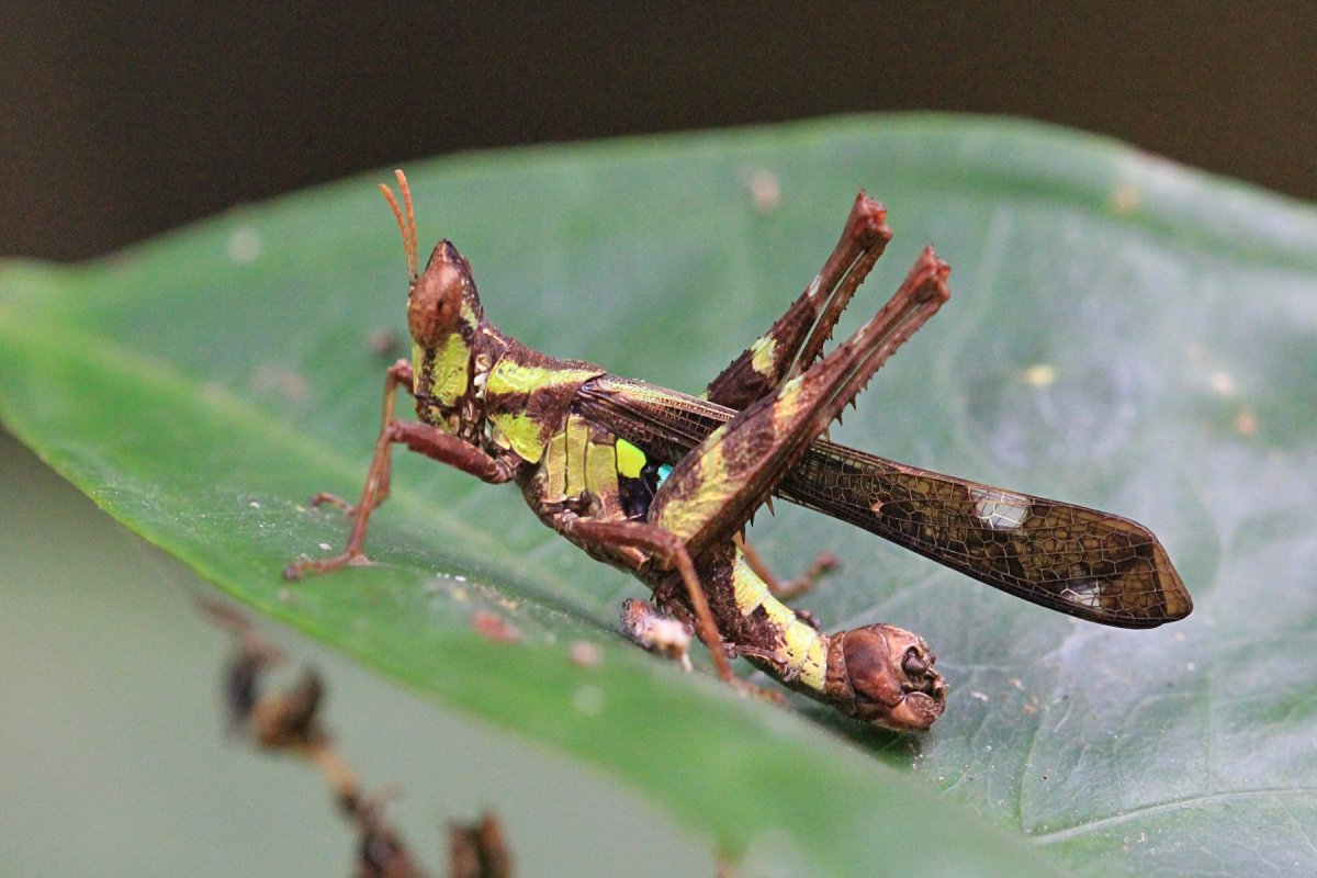 Ischnomantis Gigas богомол