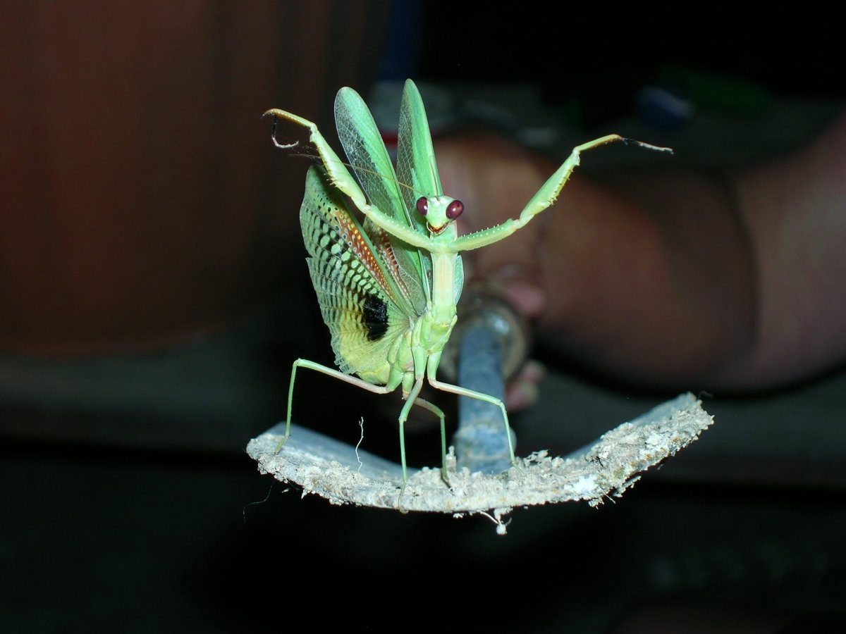 Бушменский кузнечик богомол