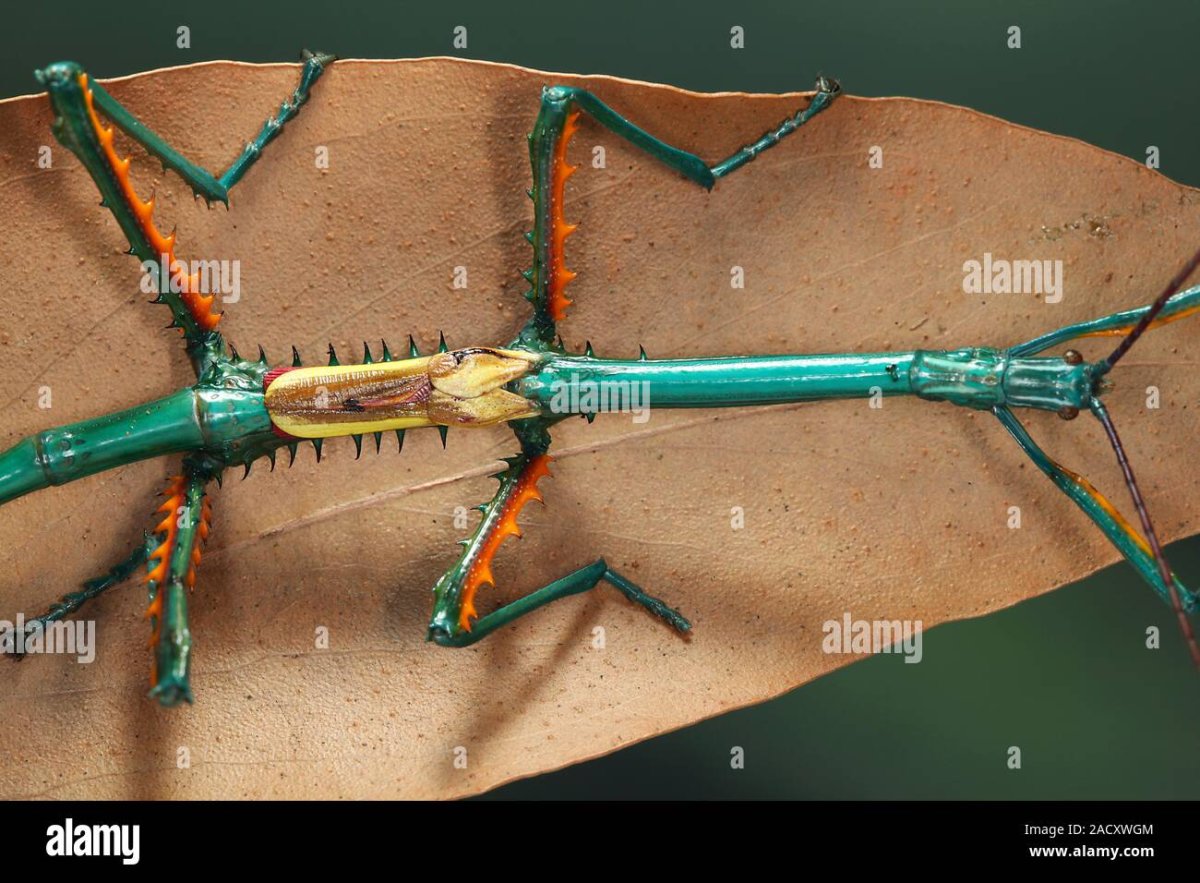 Plistospilota guineensis