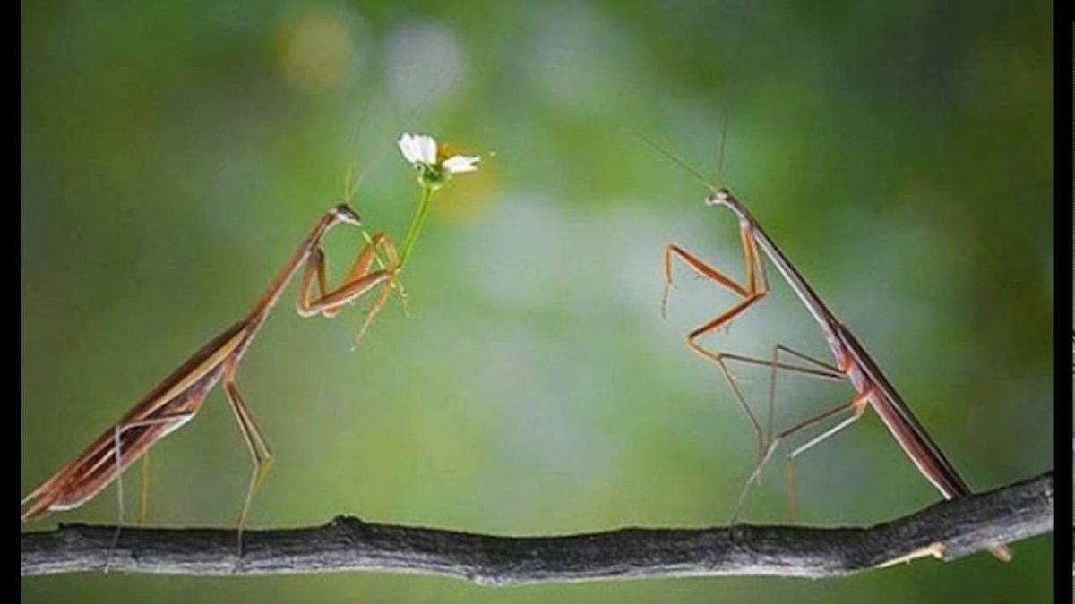 Земляной богомол (Geomantis Larvoides)