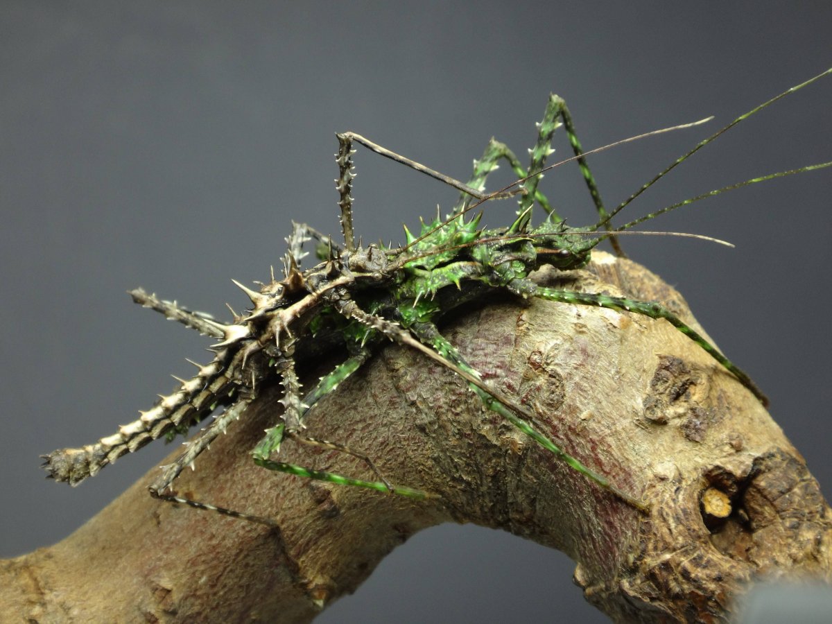 Богомол реферанс