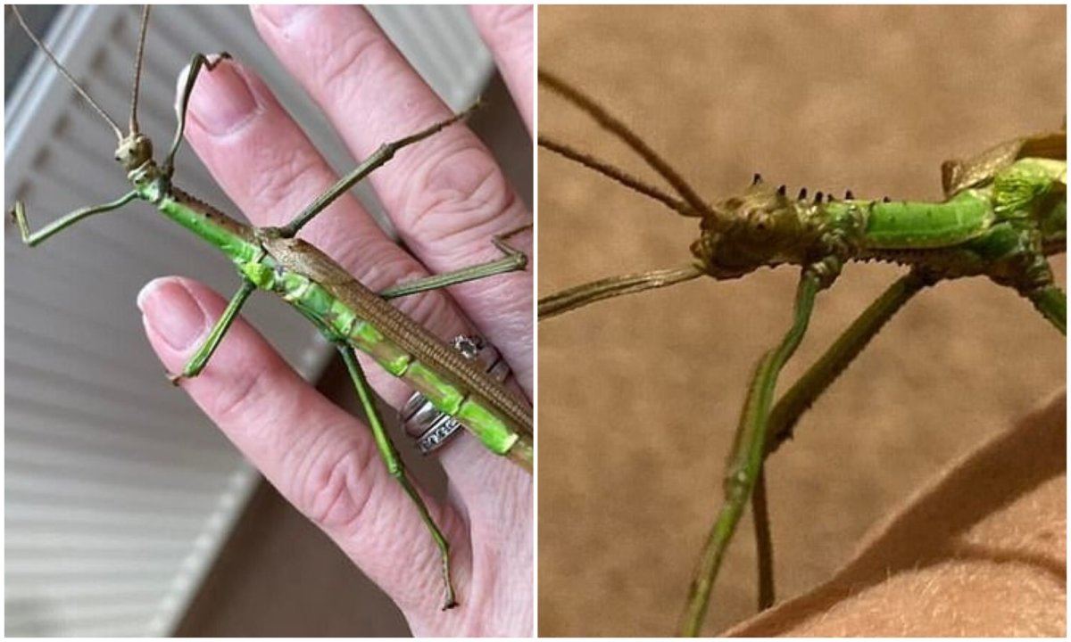 Орхидейный богомол