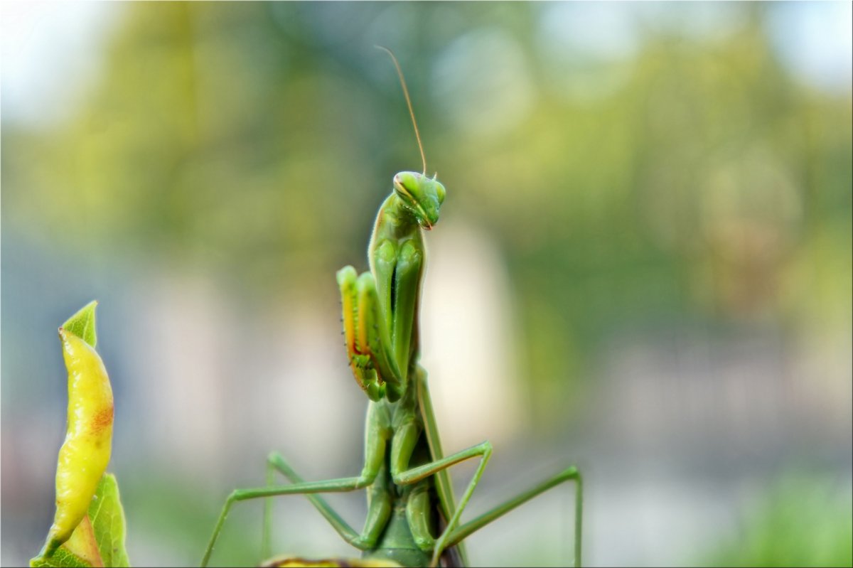 Гигантский австралийский палочник