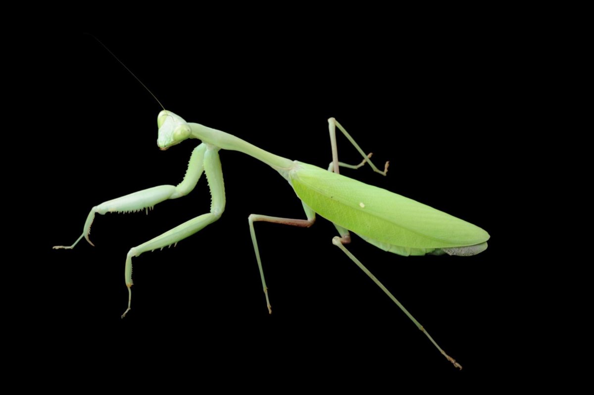 Кузнечик Лейххардта