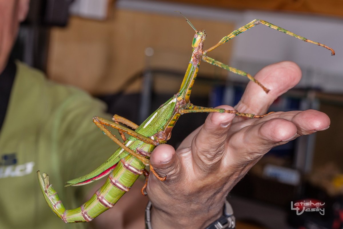 Богомол обыкновенный самка