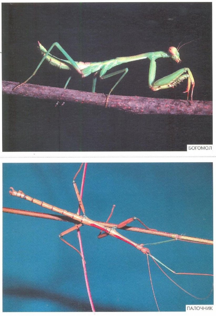 Богомол палочник