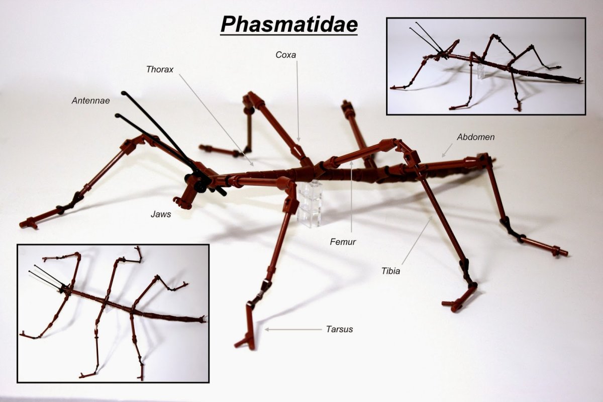 Глаза богомола