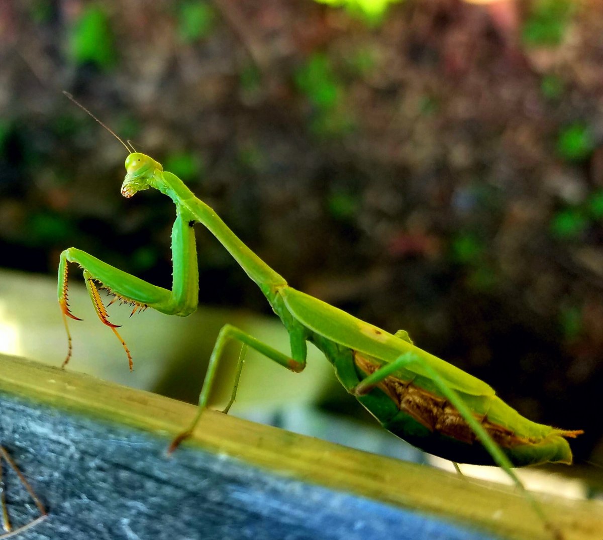Богомол Sphodromantis Centralis