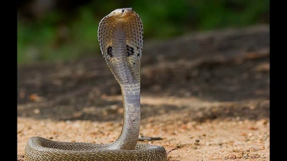 Королевская Кобра черная