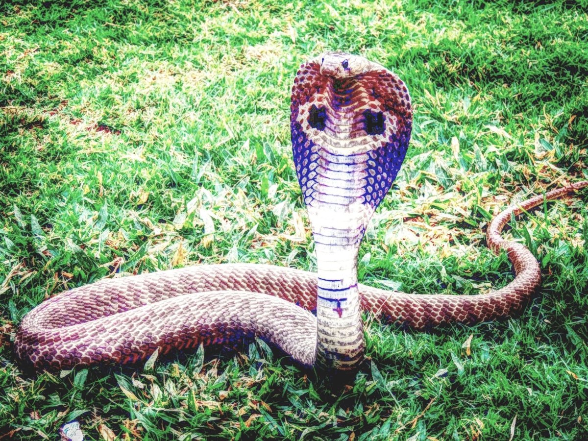 Королевская Кобра Нагайна