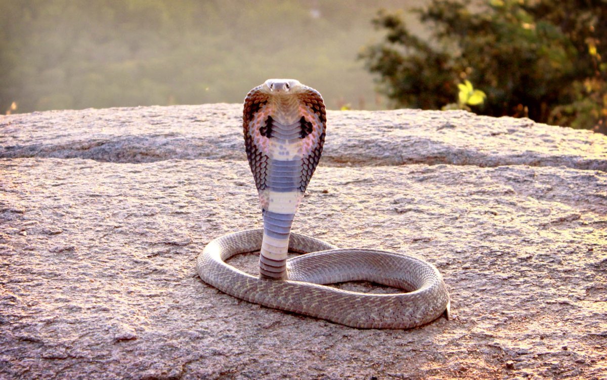 Египетская Королевская Кобра