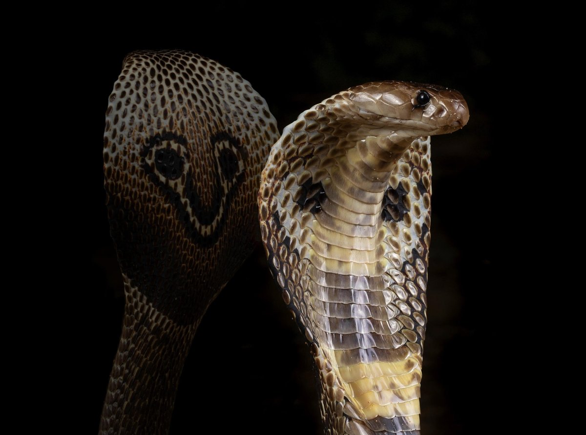 Королевская Кобра