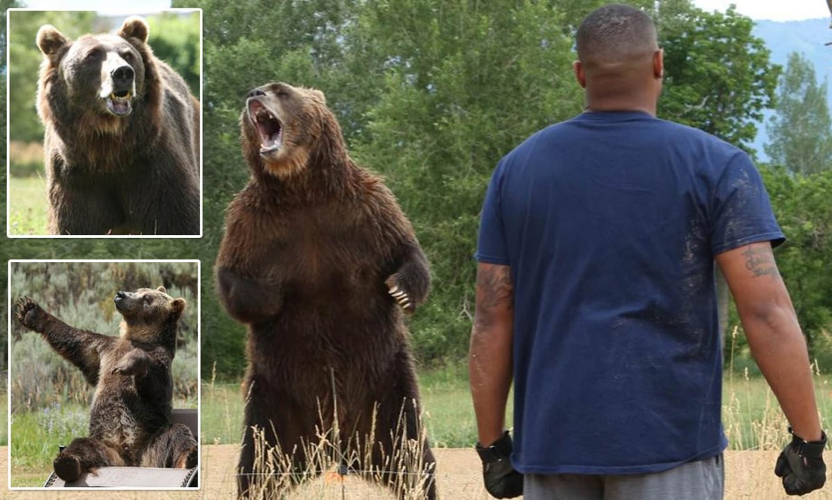 Калифорнийский бурый медведь