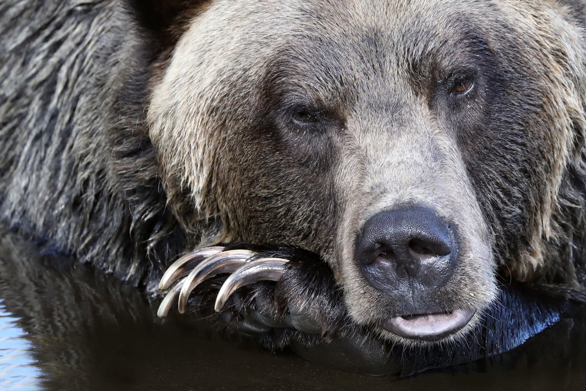 Злой медведь рычит