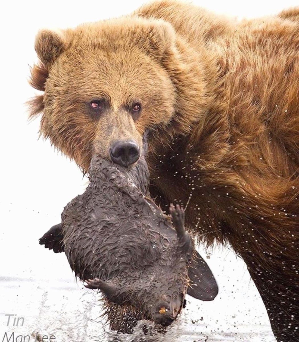 Есть ли медведь людей. Бурый медведь на Аляске. Бурый медведь. Аляска медведи. Медведь хищник.