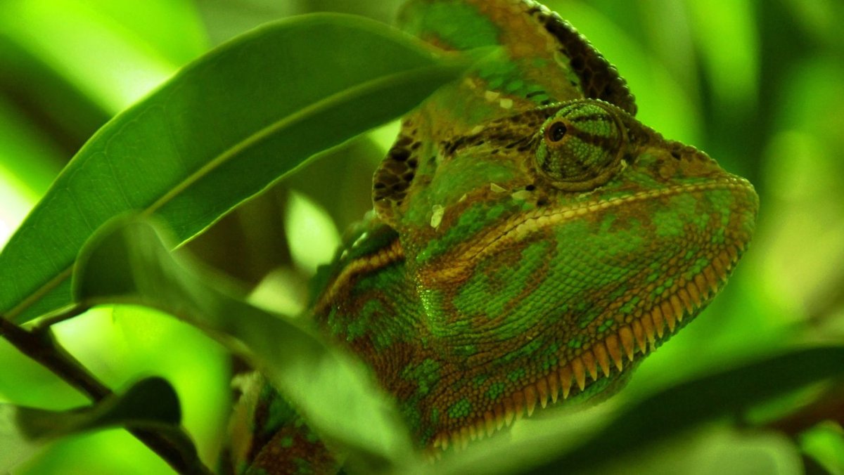 Растение хамелеон