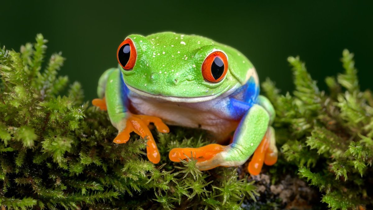 Лягушка Курбака