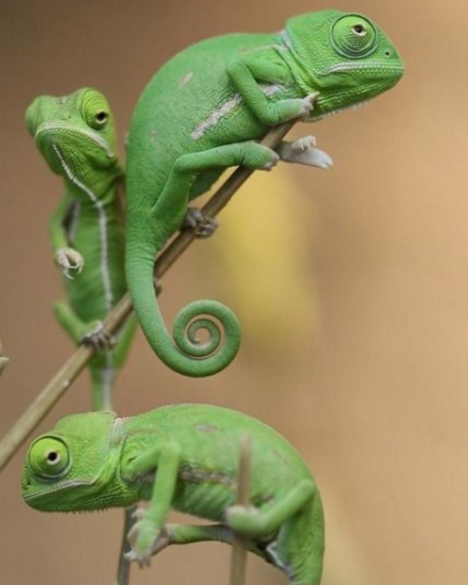 Хамелеон Рогач