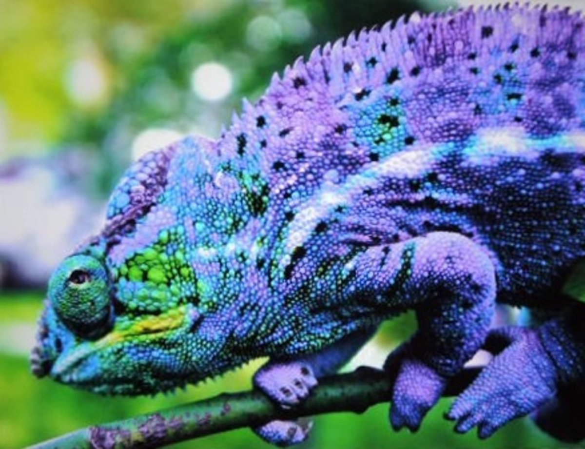 Лягушка Грин Фрог