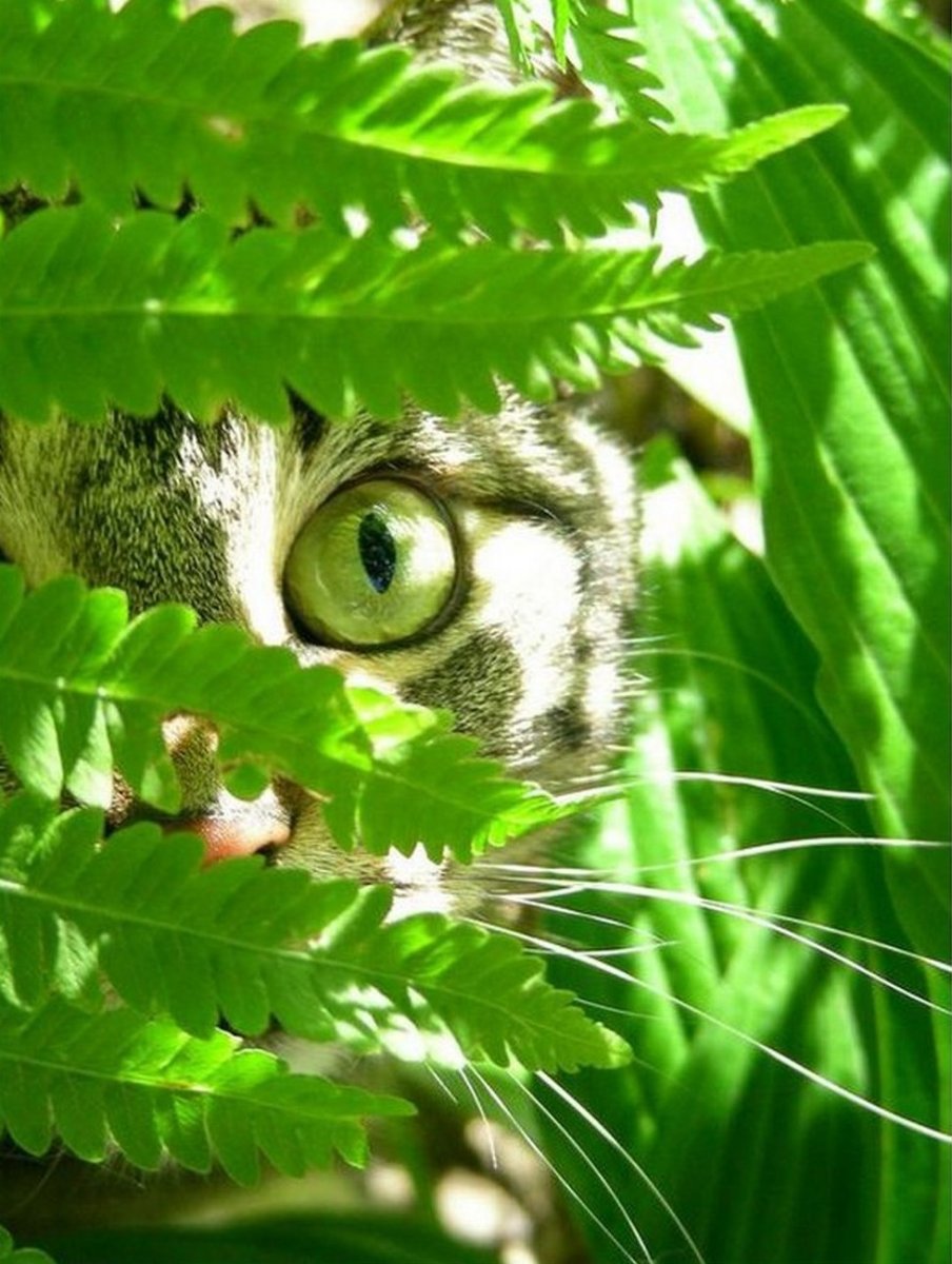 Змеи зелёная Анаконда