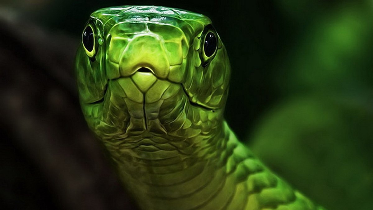 Тигр на красивом фоне