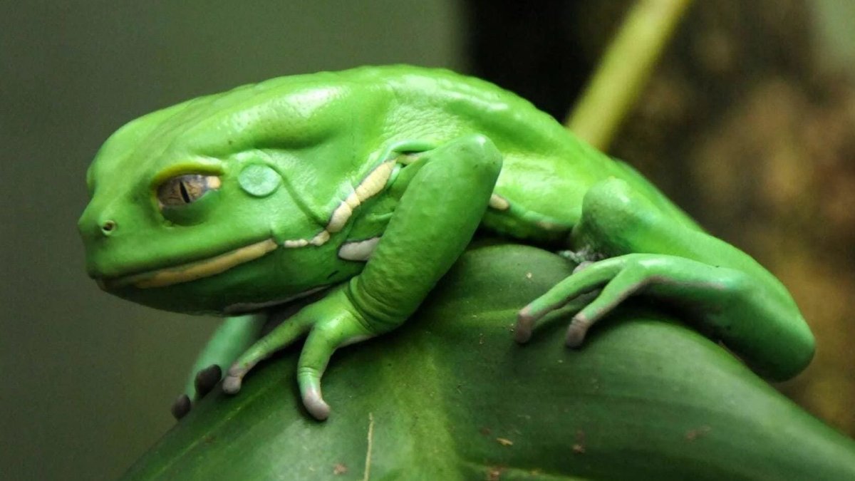 Лягушка Филломедуза