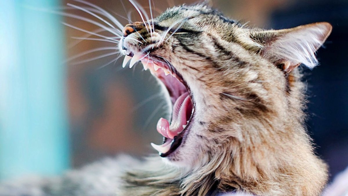 Зевающие коты