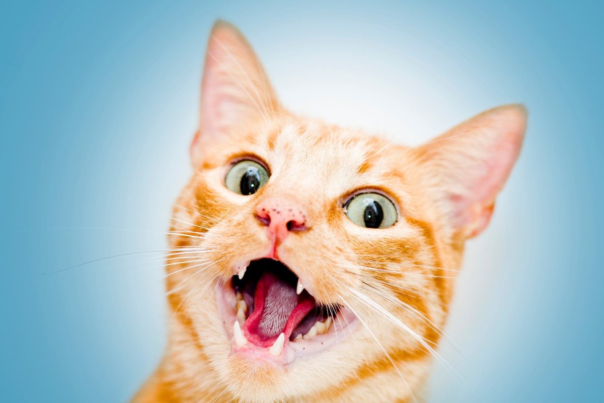 Кот с открытым ртом Мем