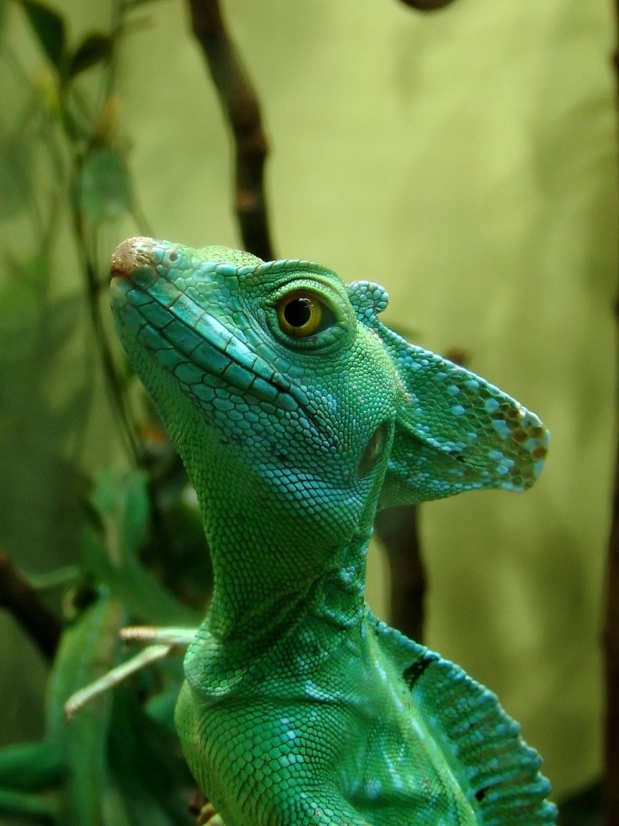 Ящерица шлемоносный Василиск