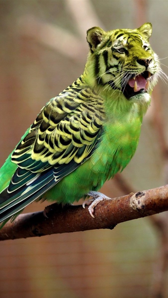 Багамский изумрудный Колибри