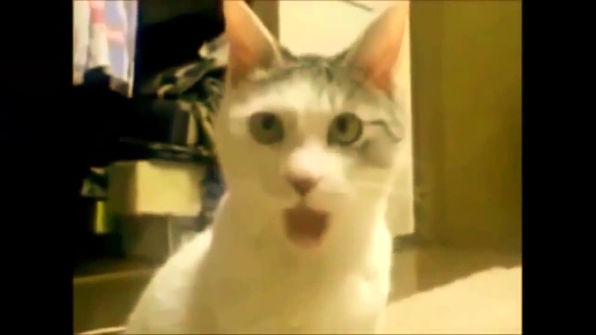 Черный кот орет