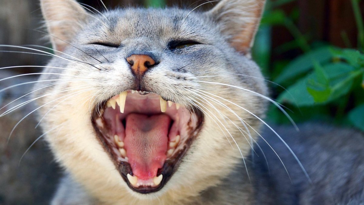 Серая кошка с открытой пастью