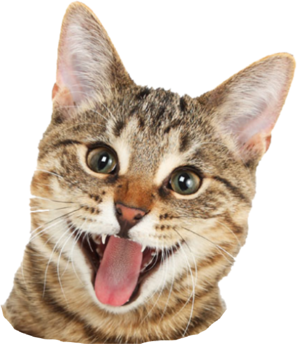 Кот улыбается с зубами