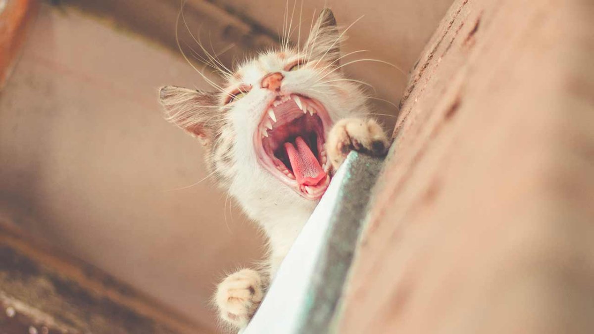 Смеющийся серый кот