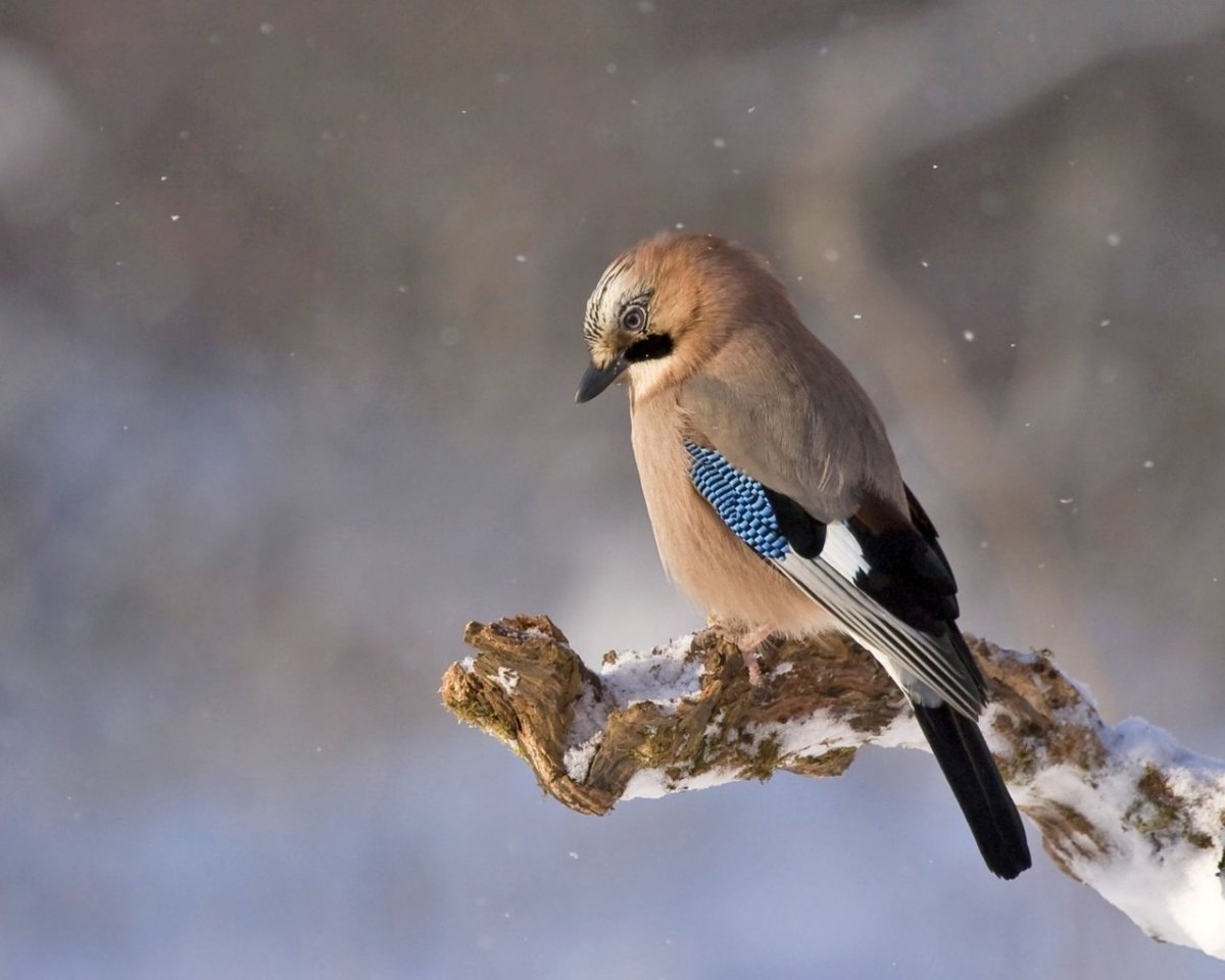 Певчие птицы Зяблик