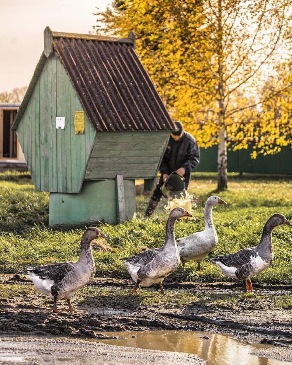 Птицы Ярославского края