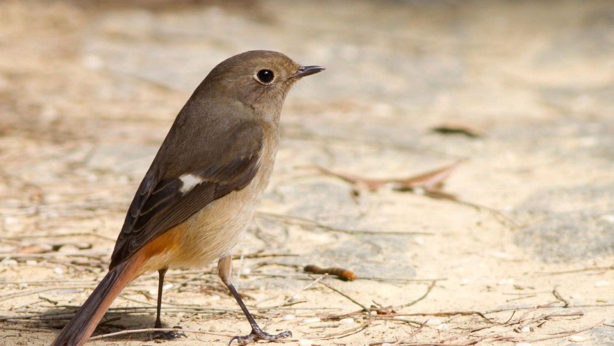 Лесные птички